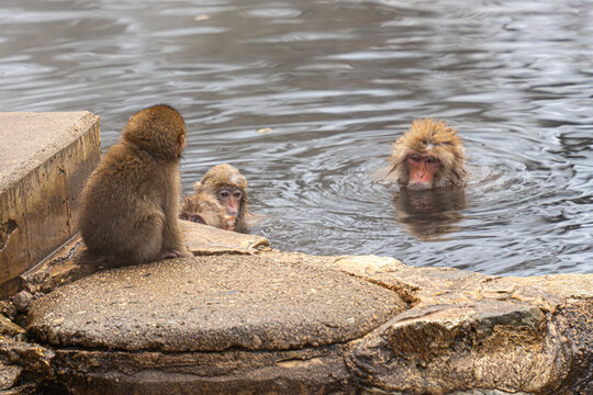 View of Japanese Macaques, some with faces wet, lounging in the steamy waters of an outdoor hot spring, surrounded by grey stone, Yamanochi, Nagano, Japan.