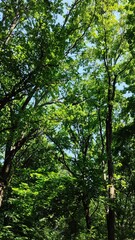 Fototapeta premium Look up view of green tree crowns against clear blue sky in summer forest, nature background