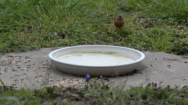 oiseau autour de l'abreuvoir