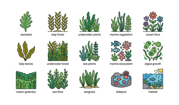 Collection of ocean flora and marine vegetation illustrations