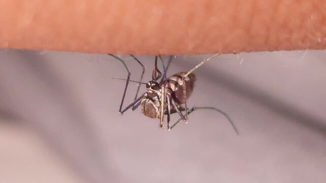 Mosquito biting human skin in macro close up, insect feeding on blood showing disease risk, detailed parasite behavior and health hazard concept, dengue malaria transmission hygiene awareness India