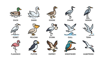 Fototapeta premium Illustrated collection of diverse bird species with names: ducks to albatross