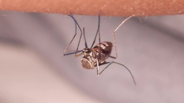 Mosquito biting human skin in macro close up, insect feeding on blood showing disease risk, detailed parasite behavior and health hazard concept, dengue malaria transmission hygiene awareness India