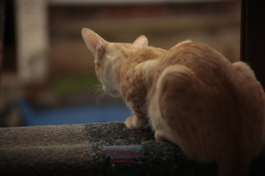 Gato mirando por ventana