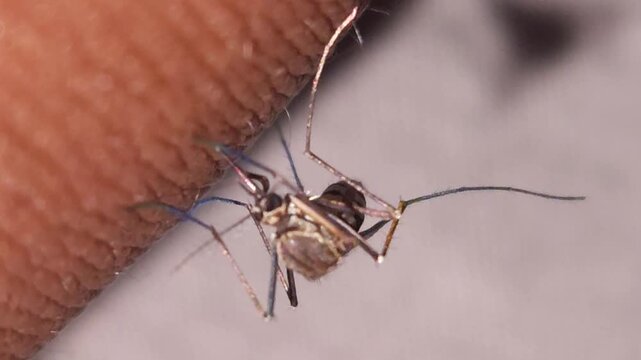 Mosquito biting human skin in macro close up, insect feeding on blood showing disease risk, detailed parasite behavior and health hazard concept, dengue malaria transmission hygiene awareness India