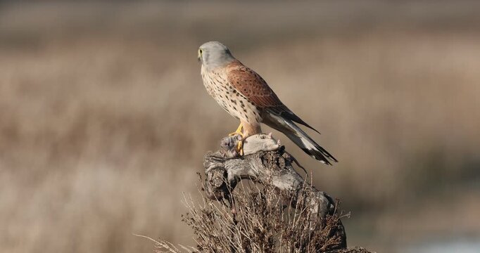 Male Common Kestrel eating a field mouse from one of its favorite perches on a late winter afternoon