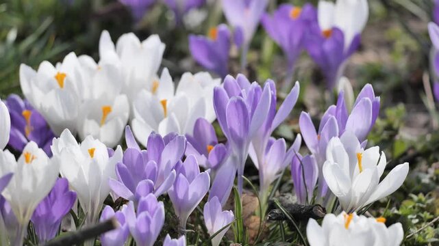 White and purple blooming crocuses in a spring park