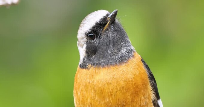 Daurian redstart (male bird) on natural green background,closeup shot