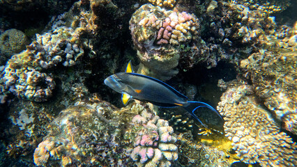 varieta' di pesci della barriera corallina di Sharm el sheikh, Egitto, Mar Rosso © AntoMes