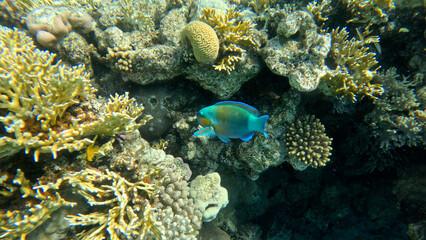 varieta' di pesci della barriera corallina di Sharm el sheikh, Egitto, Mar Rosso © AntoMes