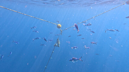 varieta' di pesci della barriera corallina di Sharm el sheikh, Egitto, Mar Rosso © AntoMes