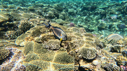 varieta' di pesci della barriera corallina di Sharm el sheikh, Egitto, Mar Rosso © AntoMes