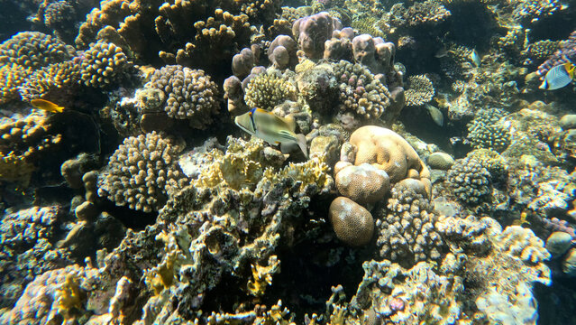 varieta' di pesci della barriera corallina di Sharm el sheikh, Egitto, Mar Rosso