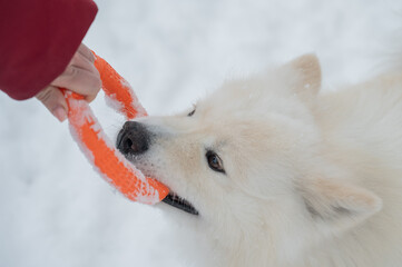 Fototapeta premium A Samoyed dog plays with a puller on a winter walk.