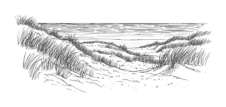 Hand drawn of coastal sand dunes with sea grass and ocean handdrawn sanddunes seagrass