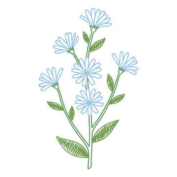Hand drawn chicory flower crayon marker botanical illustration