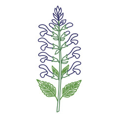 Fototapeta premium Hand drawn Salvia flower in crayon marker style