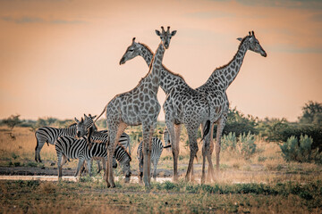 Giraffes and zebras at waterhole during sunset in Nxai Pan National Park Botswana © Rebekka