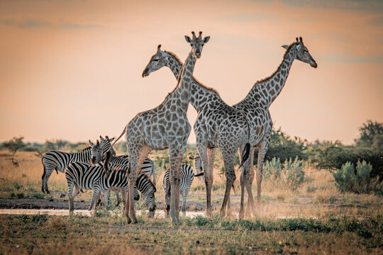 Giraffes and zebras at waterhole during sunset in Nxai Pan National Park Botswana
