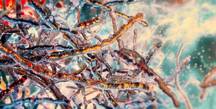 Filamentous Anabaena or Nostoc cyanobacteria chains, microscopic 3D render. Nitrogen fixation and blue-green algae cellular structure. Environmental science, ecology studies of water eutrophication