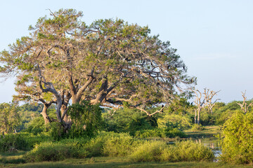 Tree in Bundala national park, Sri Lanka © Erika
