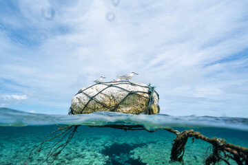Seabird on buoy in the ocean with coral reef underwater © Satoshi