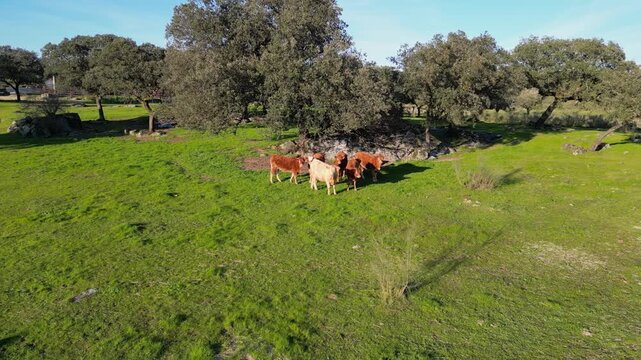 Aerial view of a small herd of cows gathered in a green pasture surrounded by oak trees in traditional Spanish dehesa countryside.
