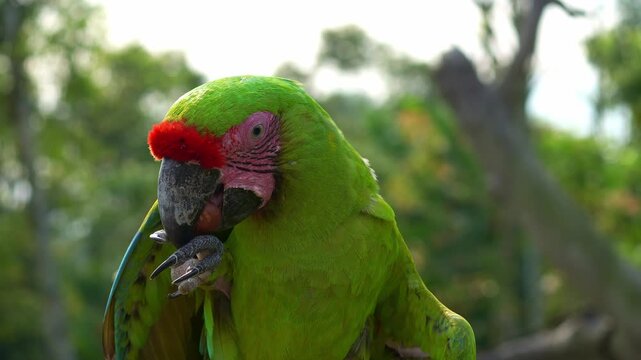 A Great Green Macaw (ara ambiguus) grips a nut in its claw, cracks open the shell with its bill, and feeds on it, close up shot.