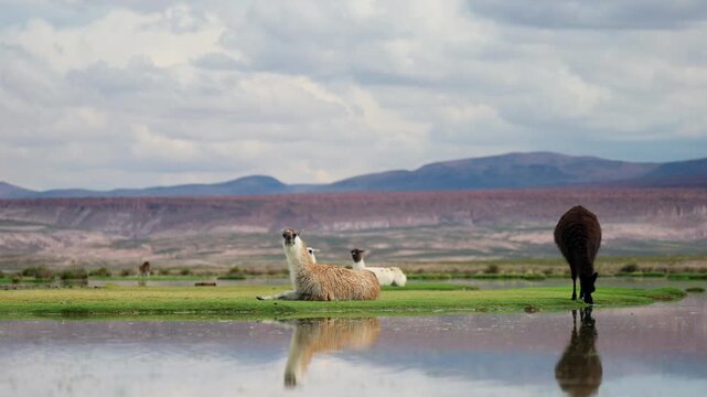 Llamas and vicu&ntilde;as grazing and resting by a high-altitude lake with reflections in the Siloli Desert, Bolivia