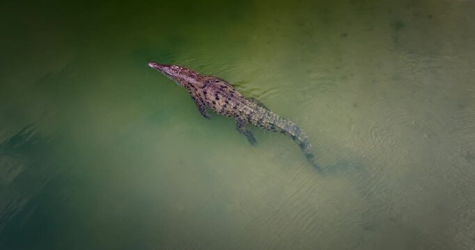 Spectacled caiman or crocodile swimming in murky green water in a river in Colombia. Aerial top-down view, copy space