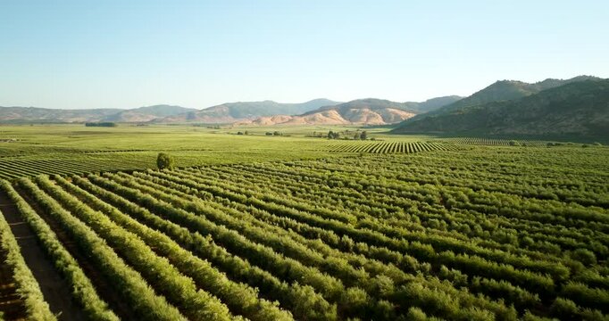 Drone flying over endless rows of olive trees in an orchard in a valley in Chile, South America. Aerial forward