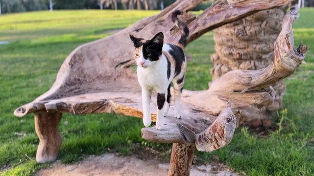 Close-up of a calico cat grooming itself while sitting on a rustic wooden bench in a green park during daylight, captured with soft natural light and shallow depth of field.