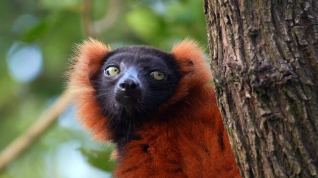 Close up portrait shot of a Red ruffed lemur (varecia rubra) with distinctive black face and rust-red fur.