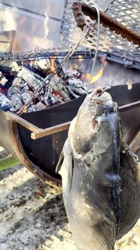 Vertical. Hanging fish out to drip dry before grilling it on wood fire barbecue