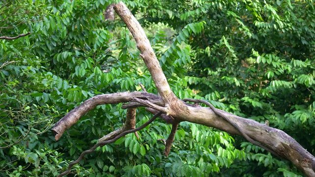 A Red ruffed lemur (Varecia rubra) leaps agilely from one tree to another, close up shot.