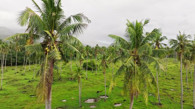 Drone passes through tall coconut palms above flooded agricultural land