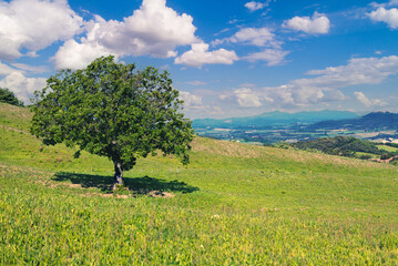 Alone tree on hill, covered with green grass, beautiful fresh natyre, Tuscany, Italy