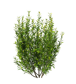 Bush isolated on transparent background. Shrub isolated on transparent background. Side view tropical ornamental plant flower bush shrub tree isolated on white background. Bush PNG. Shrub PNG.