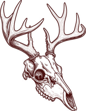 Vintage Hand Drawn Deer Skull with Antlers Illustration Vector Line Art for Hunting Logo Outdoors Adventure Wild Animal Skeleton Trophy Design