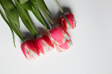 Bunch of pink tulips with greeting postcard on the white background. Beautiful flowers for Mother's Day. Beautiful spring flowers. Postcard (greetings, leaflet) on Mother's Day. © Iryna