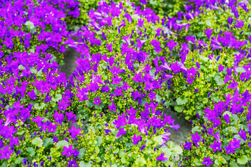 Obraz premium Beautiful view of purple campanula flowers blooming in garden center display. Sweden.