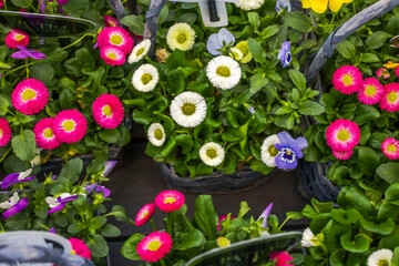 Beautiful view of colorful daisy and pansy flowers in garden center display. Sweden. © Alex