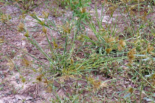 Nutgrass (Cyperus rotundus) flourishing in cracked dry soil, symbolizing resilience and survival in harsh environmental conditions