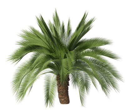 Single palm Tree isolated on transparent background. Cutout palm tree with green palm leaves isolated on transparent background. palm tree isolated on white background. Tropical Palm tree PNG.