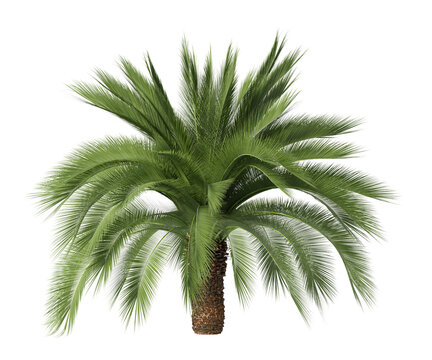 Single palm Tree isolated on transparent background. Cutout palm tree with green palm leaves isolated on transparent background. palm tree isolated on white background. Tropical Palm tree PNG.