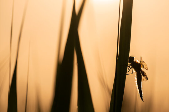 Four-spotted chaser dragonfly (Libellula quadrimaculata) roosting, silhouetted at sunrise, Ham Wall RSPB Nature reserve, Somerset, England, UK. May. 