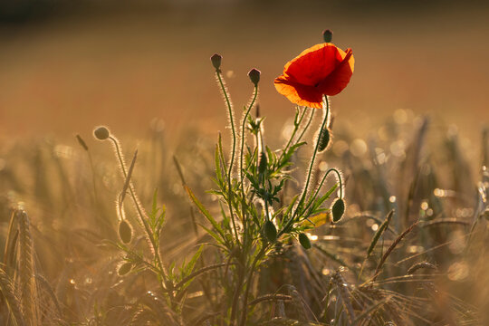 Poppy (Papaver rhoeas) flowering in a cornfield, backlit in evening light, Soham, Cambridgeshire, UK. June. 