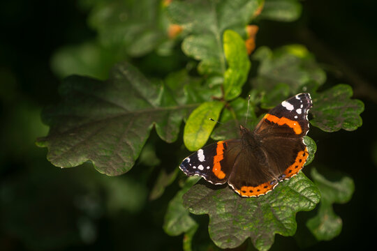 Red admiral butterfly (Vanessa atalanta) resting on Oak leaves, basking in early morning light, Volehouse Farm, Devon, England, UK. August. 