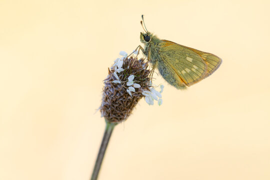 Large skipper butterfly (Ochlodes sylvanus) resting on Ribwort plantain (Plantago lanceolata), Gwithian, Cornwall, England, UK. June. 
