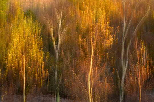 Silver birch (Betula pendula) trees in autumnal colours, Rockford Common, The New Forest National Park, Hampshire, England, UK. November. 